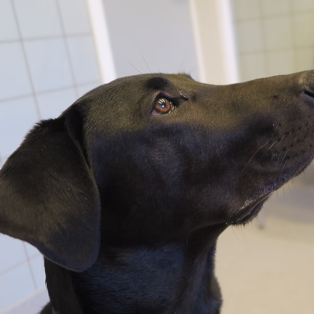 Labrador