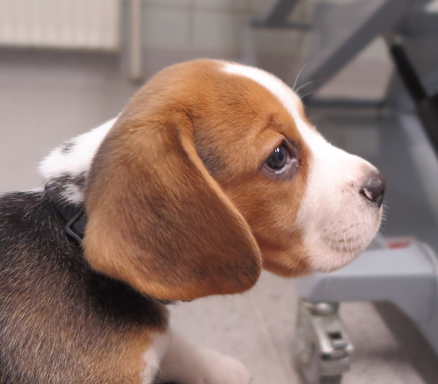 Beagle hvalp